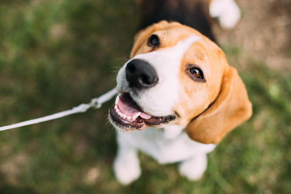 Beagle on a leash