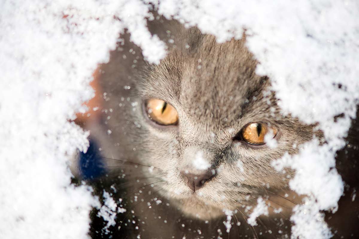 Cat in the fluffy snow