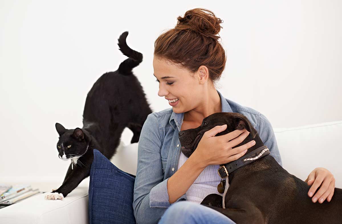 Dog and cat with their companion