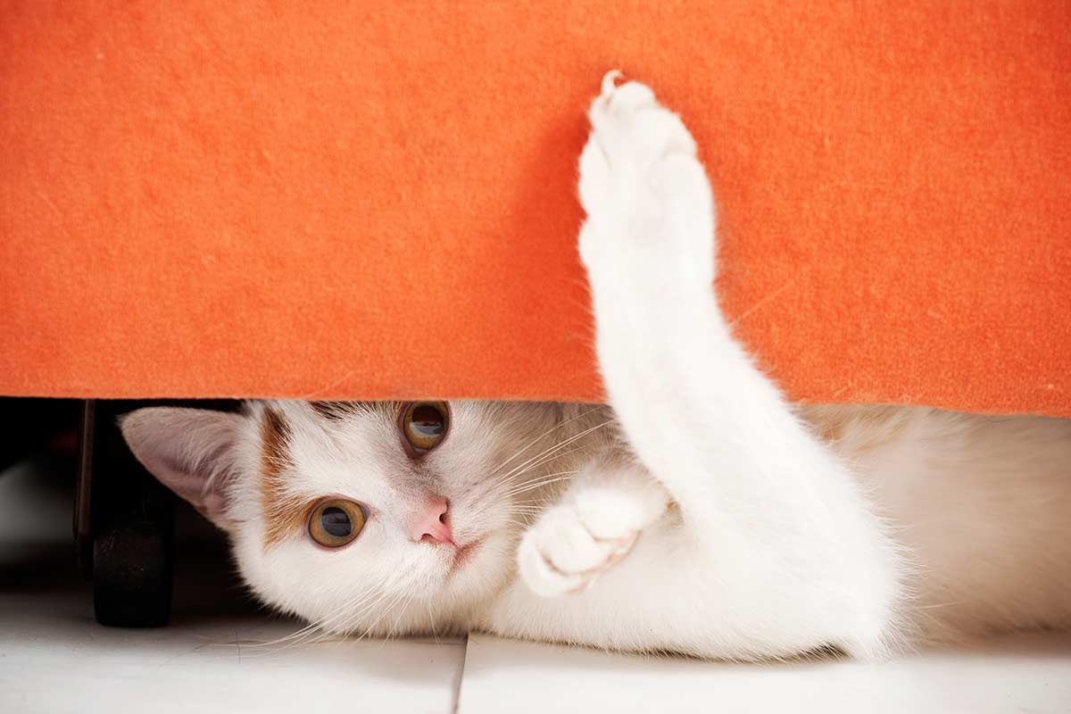 Playful cat under a table