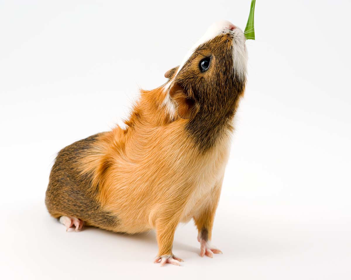 Guinea pig getting a treat